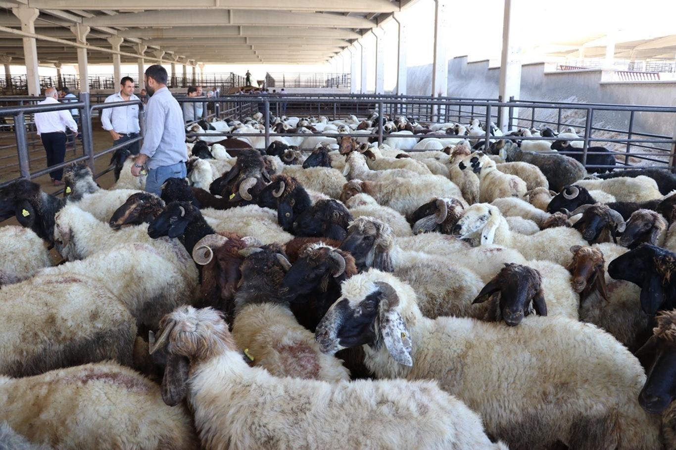 Hayvan yetiştiricileri çifte bayram yaptı Hayvan yetiştiricileri çifte bayram yaptı